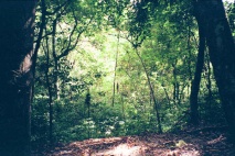 Deforestation is no longer a problem at Tikal